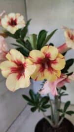 Planta Simples 3440 – 35cm – 03 anos - Imagem 3