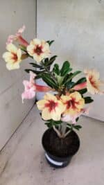 Planta Simples 3440 – 35cm – 03 anos - Imagem 4