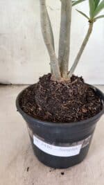 Planta Simples 3440 – 35cm – 03 anos - Imagem 8