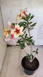 Planta Simples 3440 – 35cm – 03 anos - Imagem 7