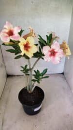 Planta Simples 3440 – 35cm – 03 anos - Imagem 5