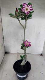 Planta Simples 3443 – 30cm – 02 anos - Imagem 2