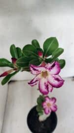 Planta Simples 3443 – 30cm – 02 anos - Imagem 4