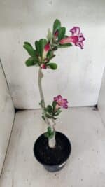 Planta Simples 3443 – 30cm – 02 anos - Imagem 6