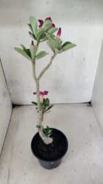 Planta Simples 3443 – 30cm – 02 anos - Imagem 5