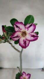 Planta Simples 3443 – 30cm – 02 anos