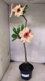 Planta Simples 3444 – 30cm – 02 anos - Imagem 2