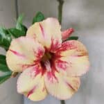 Planta Simples 3444 – 30cm – 02 anos