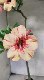 Planta Simples 3444 – 30cm – 02 anos