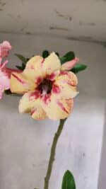 Planta Simples 3444 – 30cm – 02 anos - Imagem 4