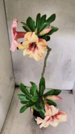 Planta Simples 3444 – 30cm – 02 anos - Imagem 5