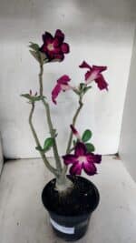 Planta Simples 3445 – 35cm – 03 anos - Imagem 2