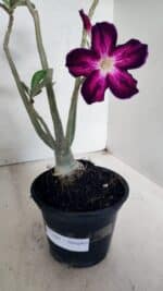 Planta Simples 3445 – 35cm – 03 anos - Imagem 6