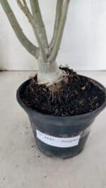 Planta Simples 3445 – 35cm – 03 anos - Imagem 7