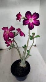 Planta Simples 3445 – 35cm – 03 anos - Imagem 5