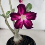 Planta Simples 3445 – 35cm – 03 anos