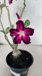 Planta Simples 3445 – 35cm – 03 anos