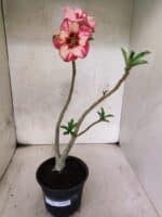 Planta Simples 3448 – 30cm – 02 anos - Imagem 2