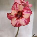 Planta Simples 3448 – 30cm – 02 anos