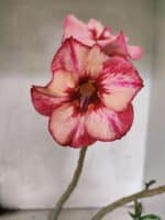 Planta Simples 3448 – 30cm – 02 anos