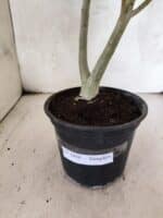 Planta Simples 3448 – 30cm – 02 anos - Imagem 7