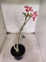 Planta Simples 3448 – 30cm – 02 anos - Imagem 6