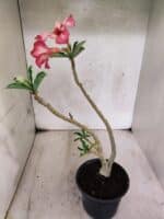 Planta Simples 3448 – 30cm – 02 anos - Imagem 5