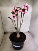 Planta Simples 3449 – 35cm – 03 anos - Imagem 2