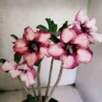 Planta Simples 3449 – 35cm – 03 anos