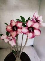 Planta Simples 3449 – 35cm – 03 anos