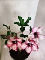 Planta Simples 3449 – 35cm – 03 anos - Imagem 4