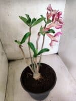Planta Simples 3449 – 35cm – 03 anos - Imagem 6