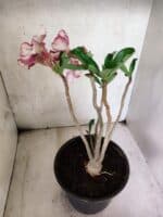 Planta Simples 3449 – 35cm – 03 anos - Imagem 5