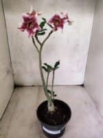 Planta Simples 3450 – 30cm – 02 anos - Imagem 2