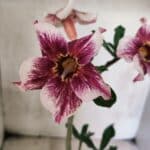 Planta Simples 3450 – 30cm – 02 anos