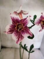 Planta Simples 3450 – 30cm – 02 anos