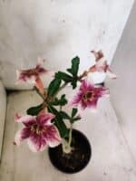 Planta Simples 3450 – 30cm – 02 anos - Imagem 4