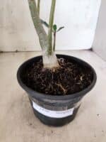 Planta Simples 3450 – 30cm – 02 anos - Imagem 7