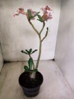 Planta Simples 3450 – 30cm – 02 anos - Imagem 6