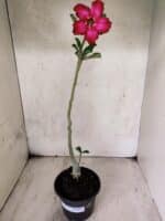 Planta Simples 3451 – 30cm – 02 anos - Imagem 2