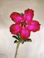 Planta Simples 3451 – 30cm – 02 anos - Imagem 6