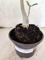 Planta Simples 3451 – 30cm – 02 anos - Imagem 7