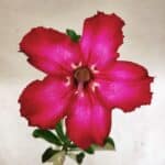 Planta Simples 3451 – 30cm – 02 anos