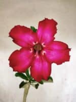 Planta Simples 3451 – 30cm – 02 anos