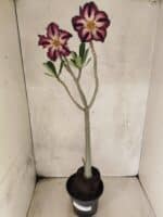 Planta Simples 3452 – 35cm – 03 anos - Imagem 2