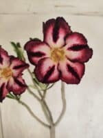 Planta Simples 3452 – 35cm – 03 anos - Imagem 3