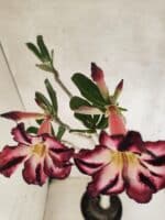 Planta Simples 3452 – 35cm – 03 anos - Imagem 5