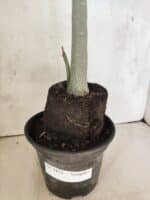 Planta Simples 3452 – 35cm – 03 anos - Imagem 8