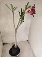 Planta Simples 3452 – 35cm – 03 anos - Imagem 7