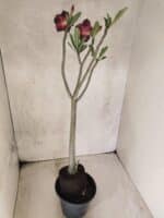 Planta Simples 3452 – 35cm – 03 anos - Imagem 6